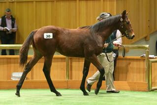 Lot 30 Savabeel x Avisto sold to Andrew Williams Bloodstock for $170,000.